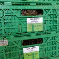 PLIABLE  60x40x13 - 1 - Caisse plastique pliable - Caisse pliable verte 60x40