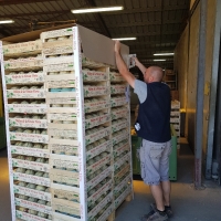 COIFFE 100x120 -PAGE-1 - Dessus de palette ( coiffe ) - Dessus palette 100x120