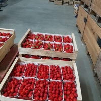 BARQUETTE CARTON W 500G -PAGE 2 - Barquette carton fraise wk imprime - Barquette fraise w imprime fraise avec couvercle