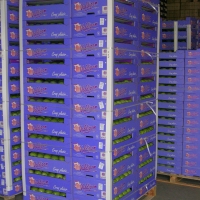 FEUILLARD DE CERCLAGE MANUEL BLANC EN STATION-2 - Feuillard de cerclage - Feuillard manuel - Feuillard de cerclage manuel