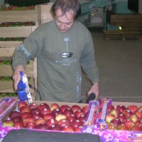 50x30 22 fruits - Alvéole cellulose pour pomme - Alvéole en cellulose moulée 50x30 cm