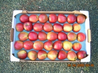 60x40 28 fruits - Alvéoles celluloses pour pomme  - Alvéole en cellulose moulée 60x40 cm