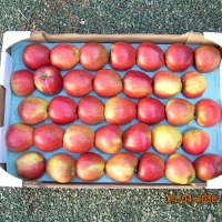 60x40 28 fruits - Alvéole cellulose pour pomme  - Alvéole en cellulose moulée 60x40 cm