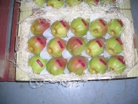 50x30 Ø 60/65 - Alveoles (pp) pommes et fruits ronds - 50x30 pommes  et fruits ronds