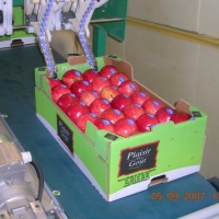 50x30 26 fruits - Alvéole cellulose pour pomme - Alvéole en cellulose moulée 50x30 cm