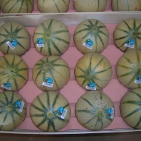 60x40 cm 12L - Alvéole cellulose pour melon - Alvéole cellulose moulée 60x40