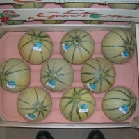 60x40 cm 9Q - Alvéole cellulose pour melon - Alvéole cellulose moulée 60x40