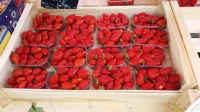 Barquette 250g dans un plateau bois 60x40 - Barquette plastique pour fruits - Barquettes fraises 