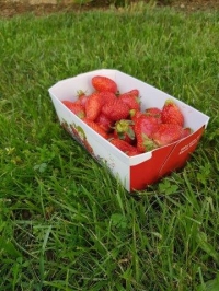 Barquette carton W 500 g - Barquette carton fraise w imprime - Barquette fraise w imprime fraise avec couvercle