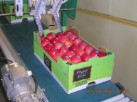 50x30 Ø    55/60 - Alvéole plastique (pp) pomme et fruit rond - 50x30 pommes  et fruits ronds